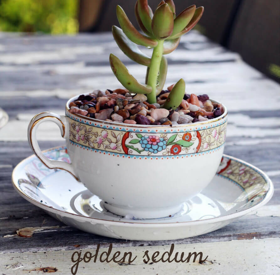 The Sweetest Tea Cup Succulent Planters