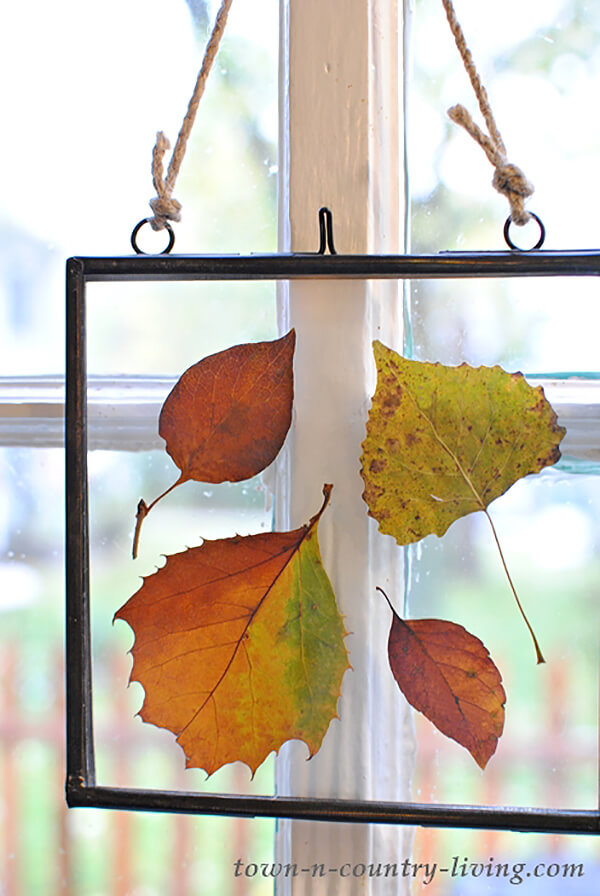 Pressed Fall Leaves: Window Art
