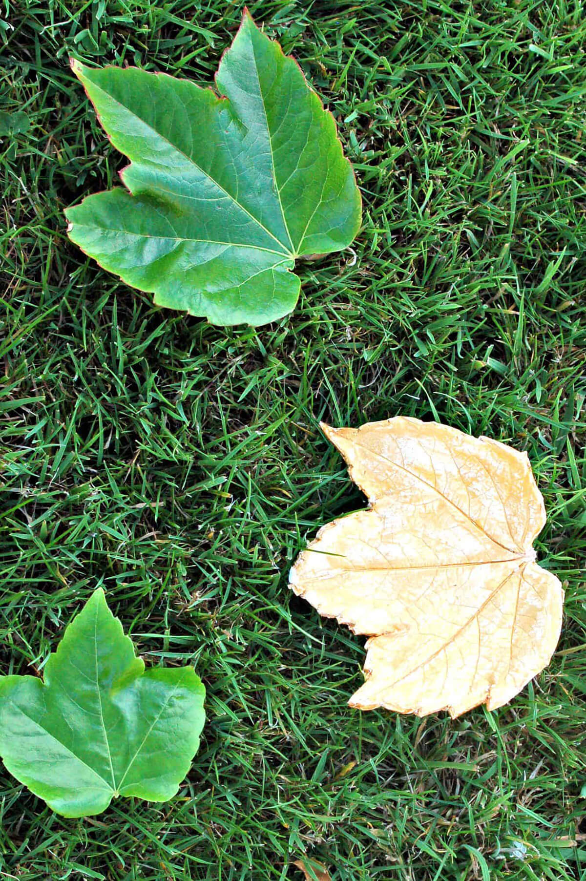 Air Dried Clay Leaves DIY Project