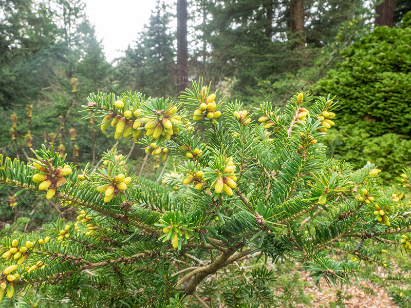 The Eastern White Pine Trees from United States