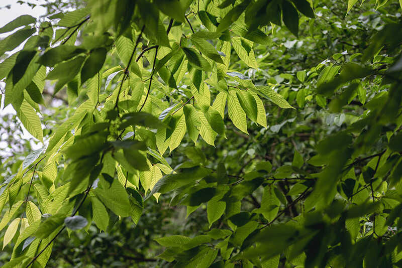 Hornbeam Maple Acer, Field Maple