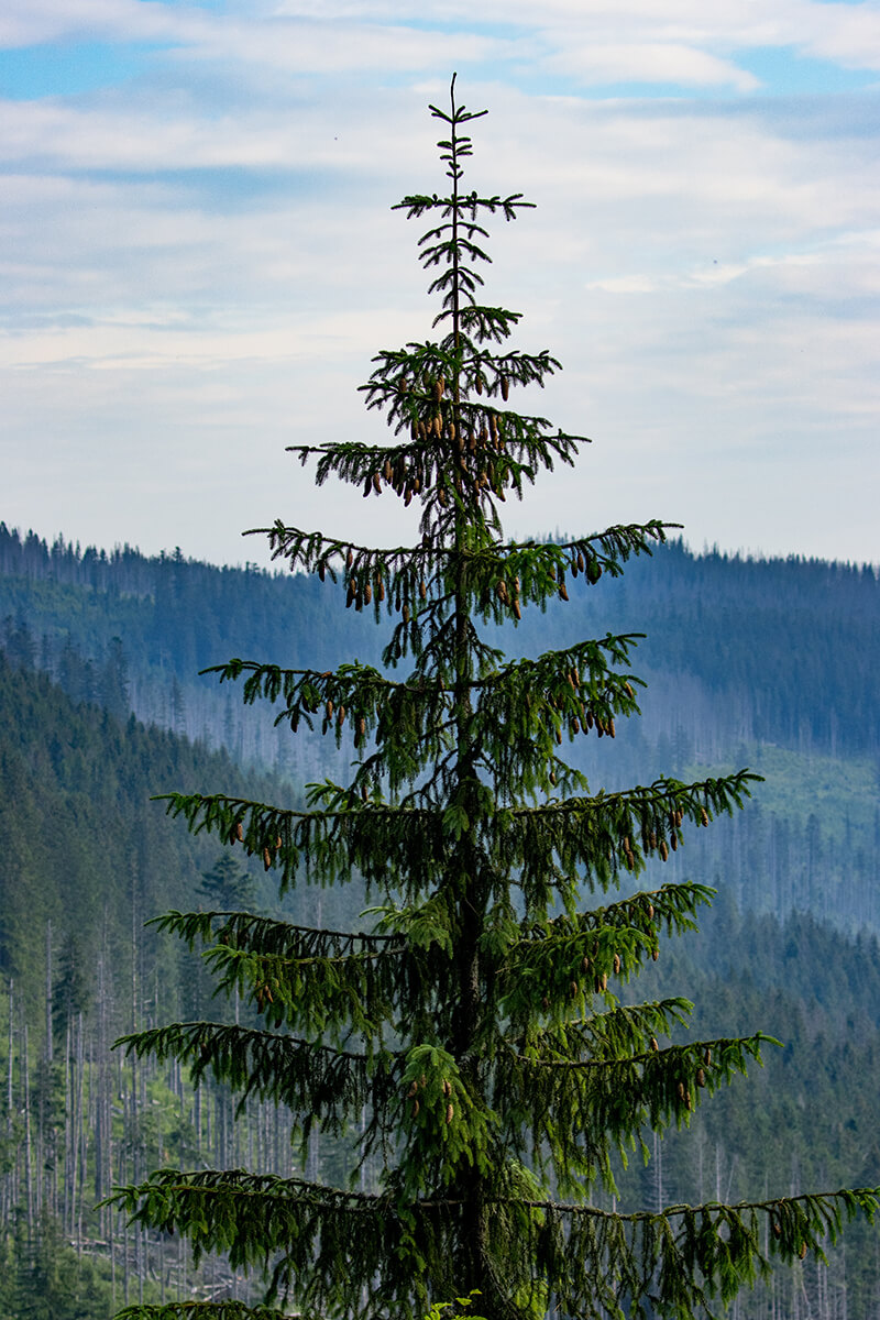 The Mountain Hemlock Evergreen Trees