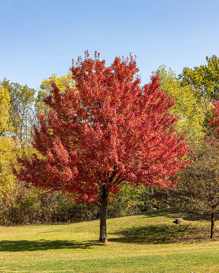 25 Stunning Types of Maple Trees for Your Place in 2023