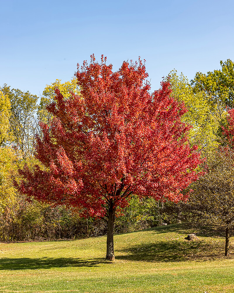 Red Maple Acer (Acer Rubrum), Specimen Tree