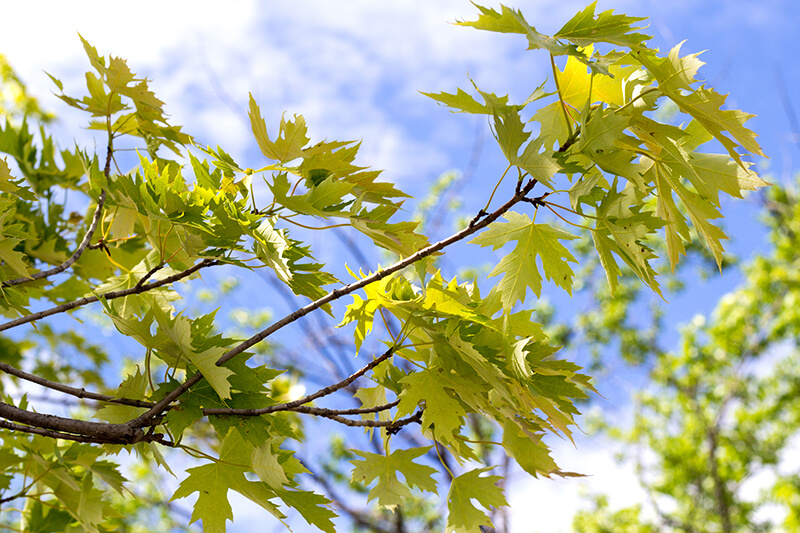 Landscape Tree: Silver Maple Specimen Tree, Maple Acer