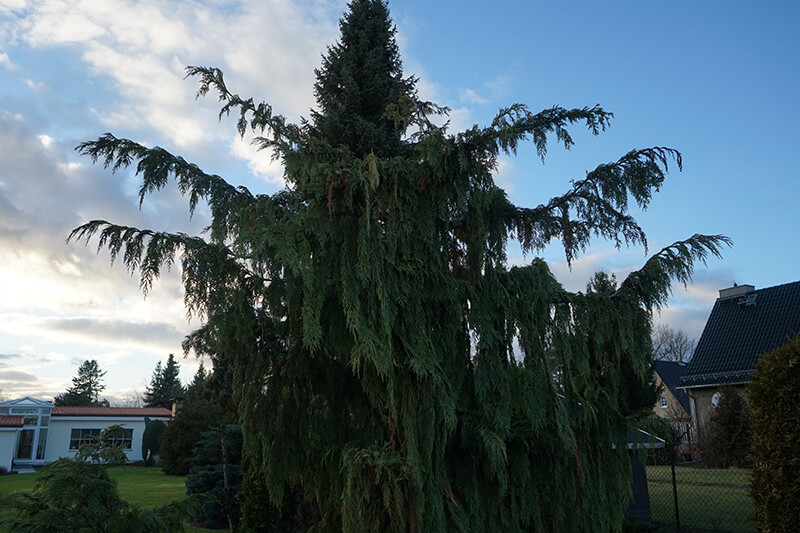 The Nootka Cypress Evergreen Trees from North America