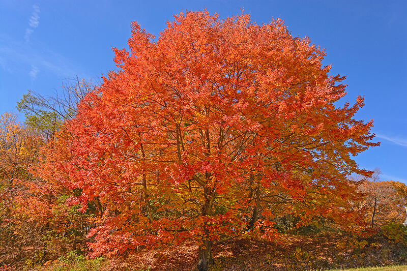 Acer Saccharum or Sugar Maple, Specimen Trees