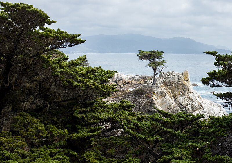 The Monterey Cypress Evergreen Trees