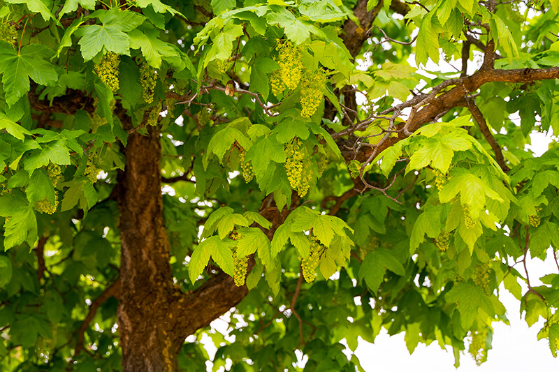 Shade Tree: Sycamore Maple, Specimen Trees