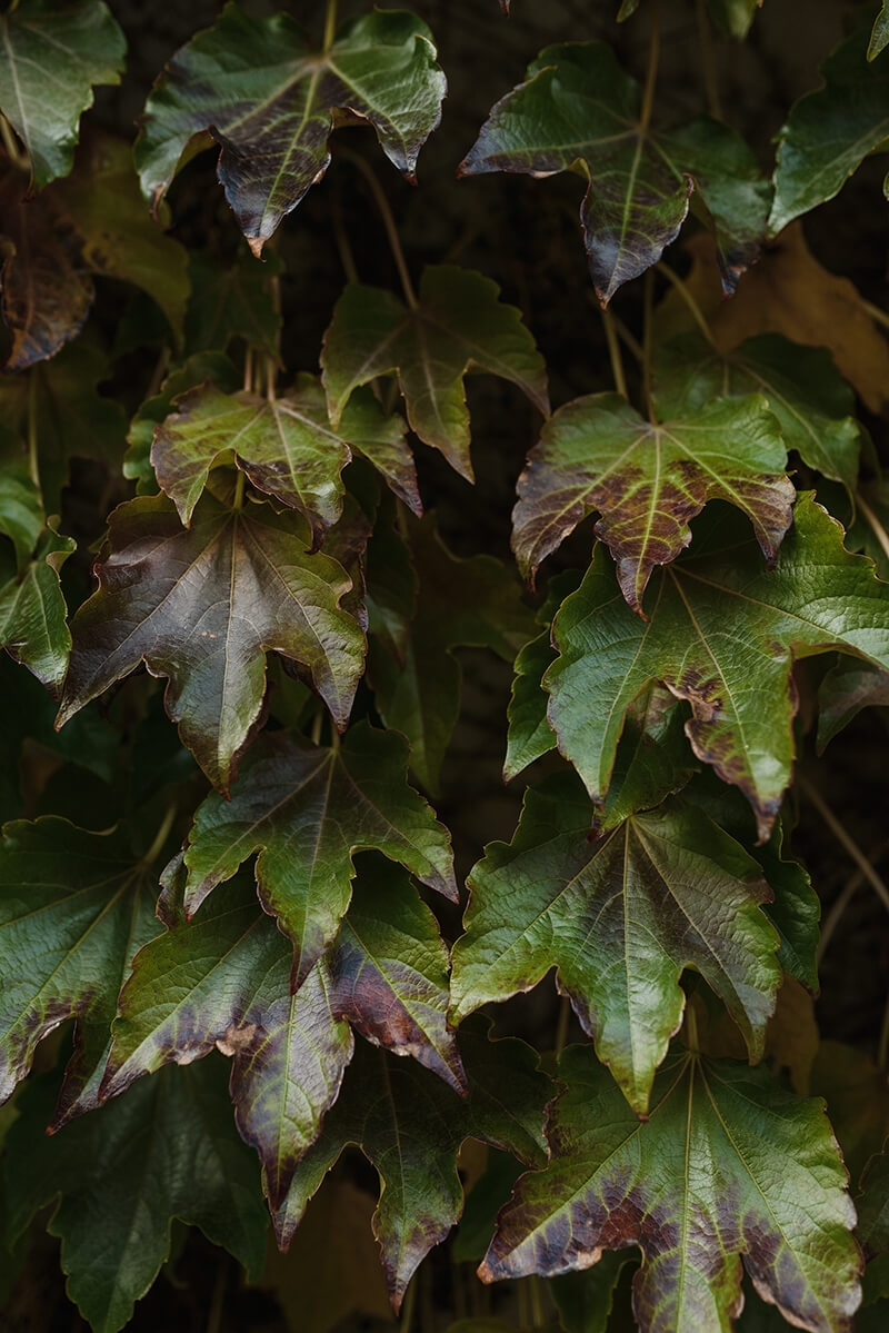 Landscape Tree: Vine Leaf Maple, Maple Acer