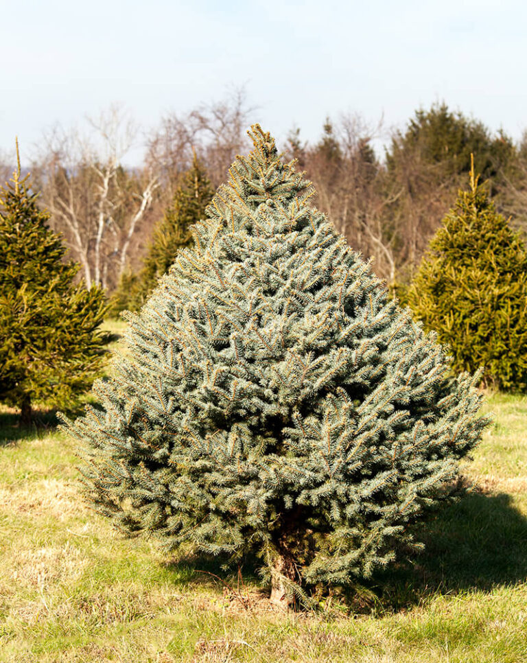 28 Types of Evergreen Trees You Should See in 2023