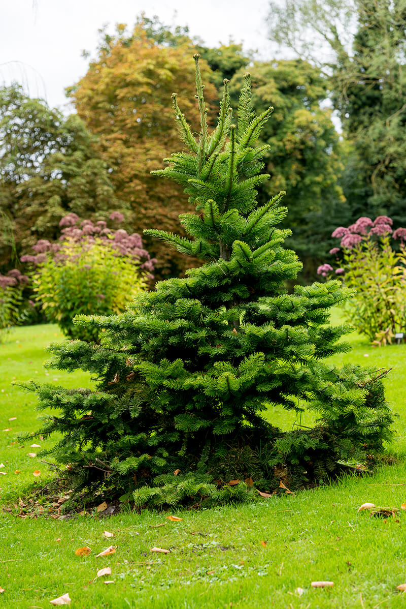 The Norway Spruce