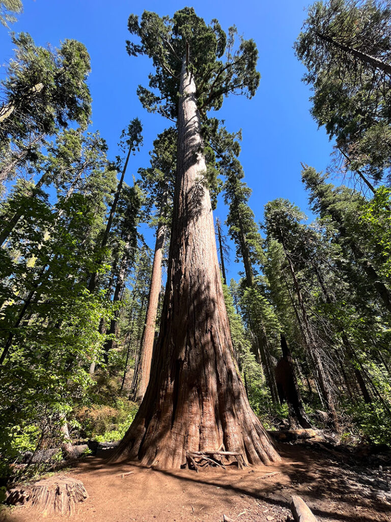 The Giant Sequoia — Homebnc