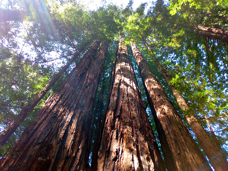 The Coast Redwood