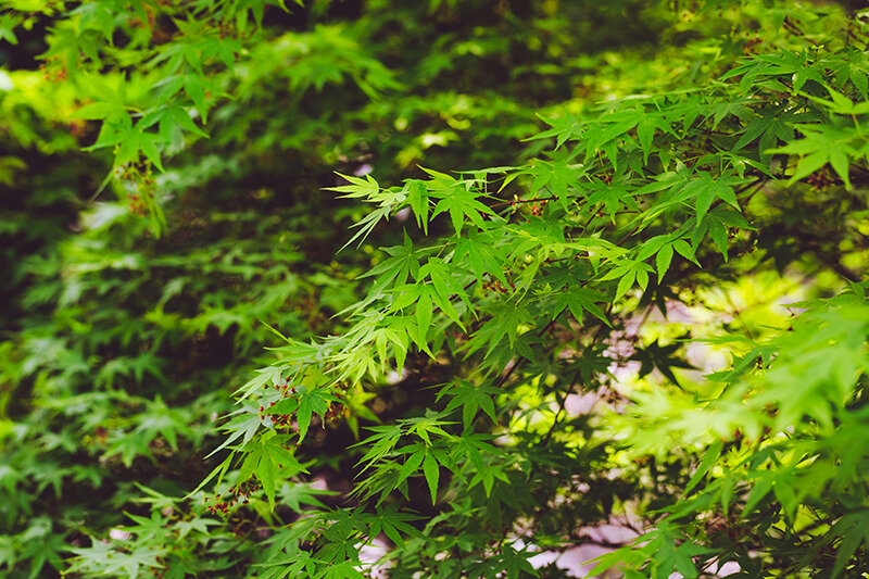 Green Cascade, Japanese maple