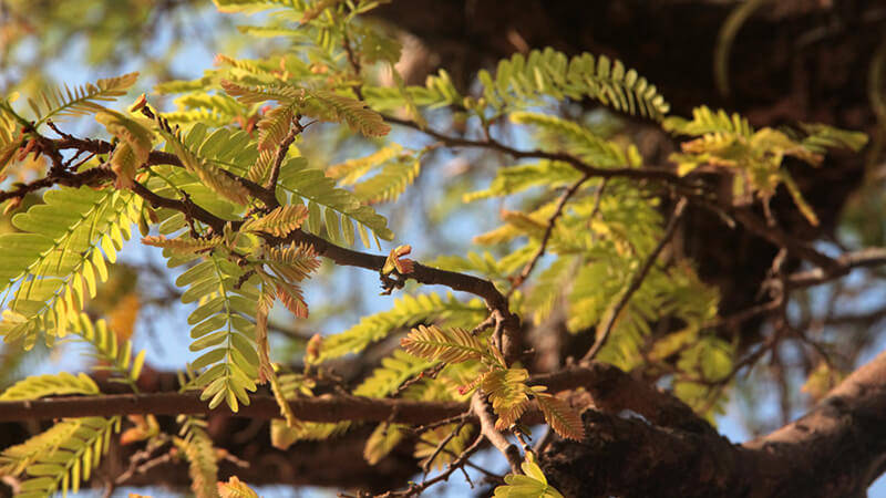 Evergreen Species: The Tamarind, Red Cedar Trees