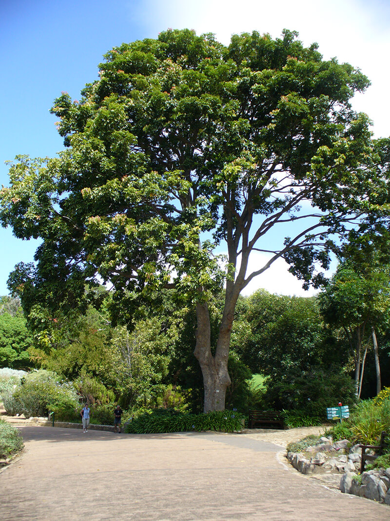 Evergreen Species: The Mahogany, Red Cedar