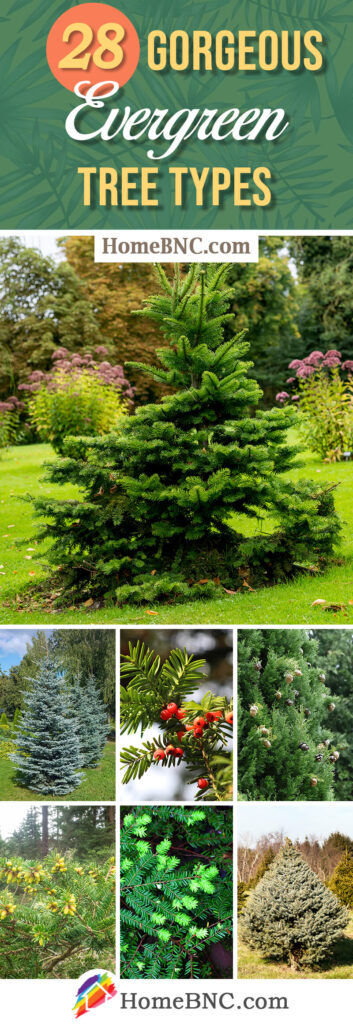 28 Types of Evergreen Trees You Should See in 2023