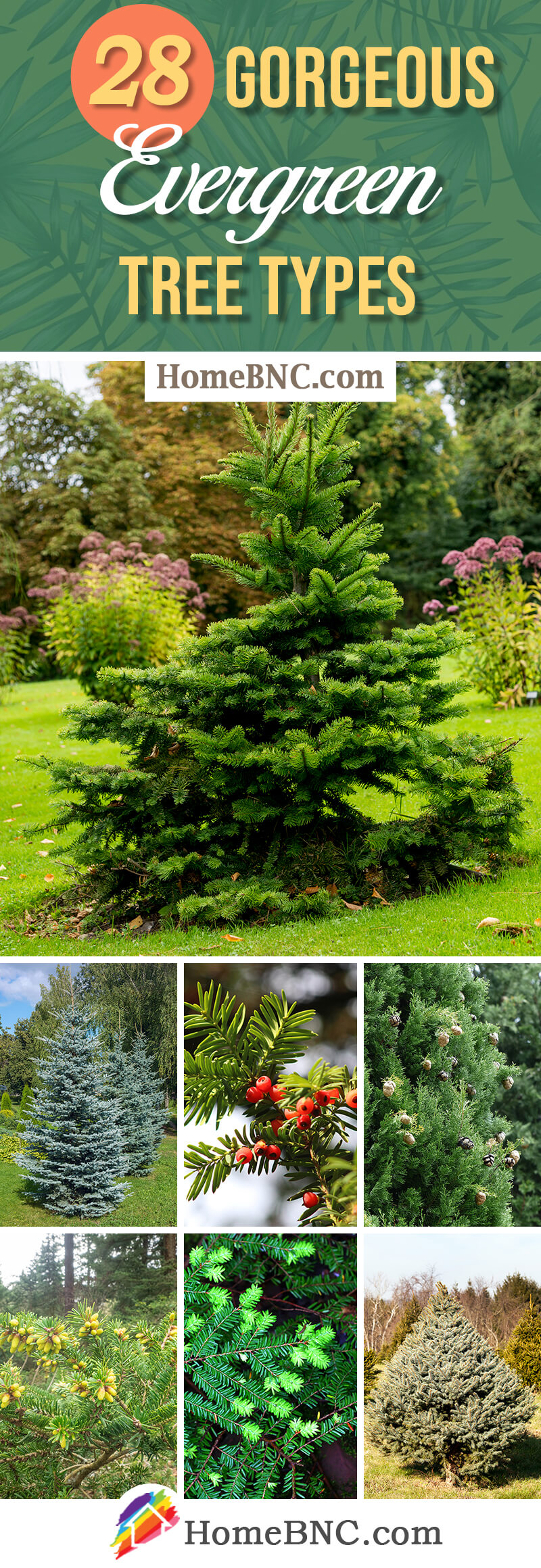 Types Of Decorative Evergreen Trees Shelly Lighting