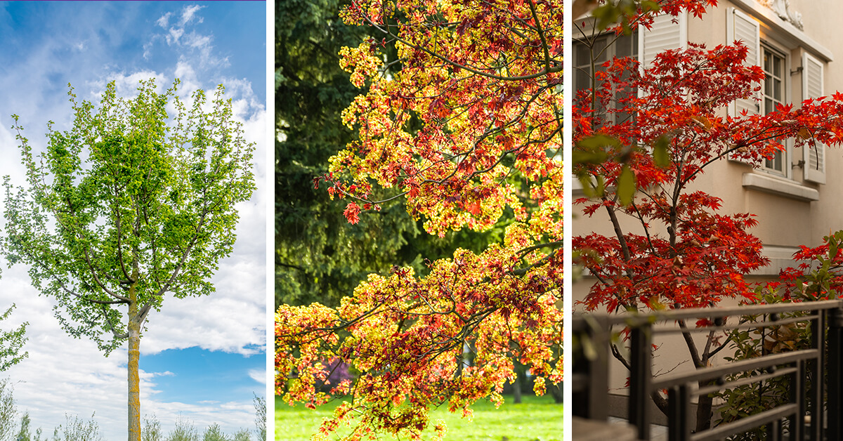 Featured image for “25 of the Most Stunning Types of Maple Trees”
