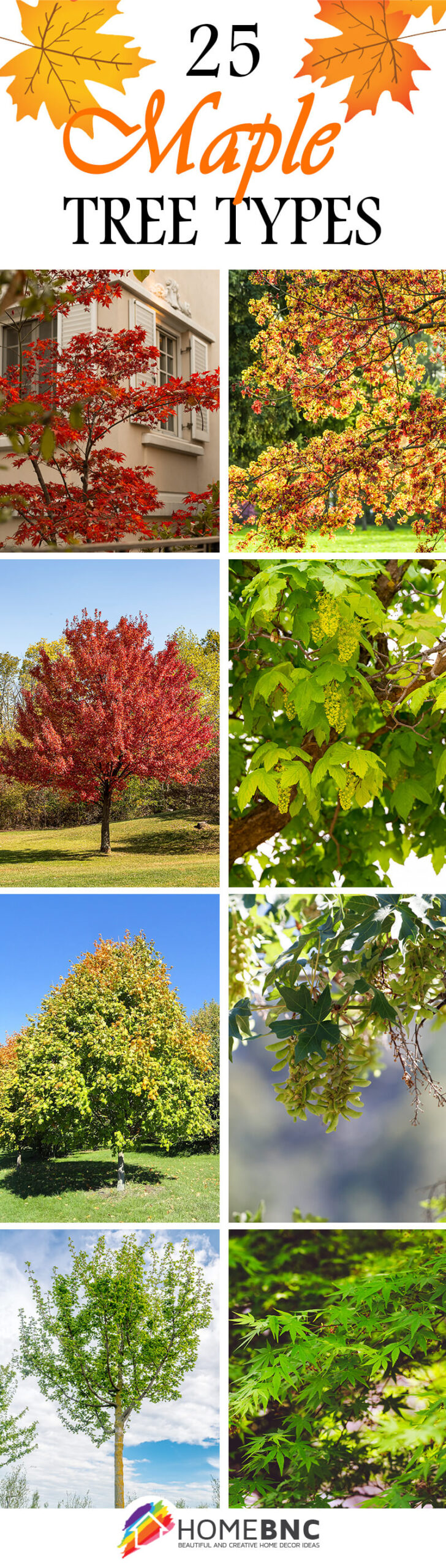 Species of Maple Trees