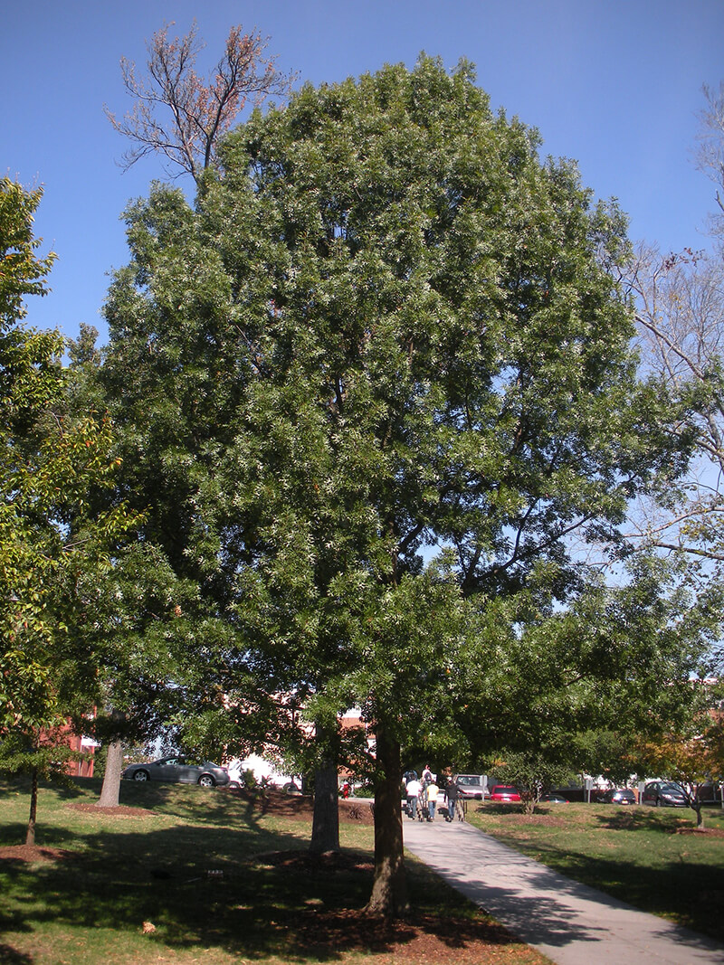 Shumard Oak Tree in North America, Oak Quercus, Pin Oak