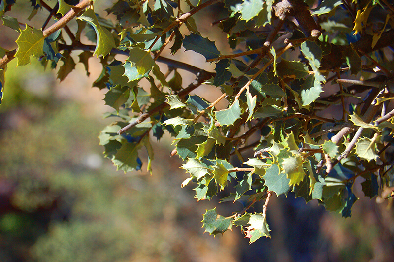 Evergreen Oak Tree in North America, Oak Quercus, Shade Tree