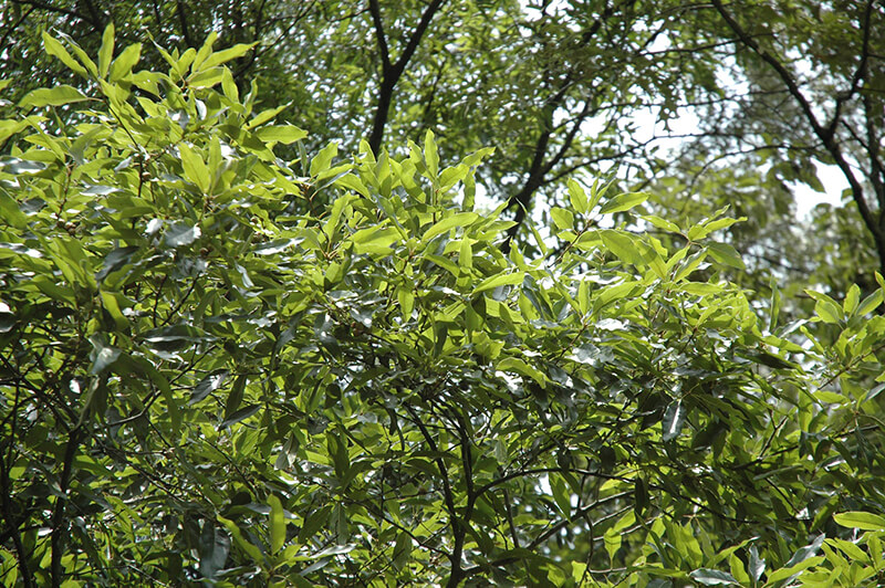 Shingle Oak Tree in North America, Oak Quercus, Shade Tree, Red Oak from United States