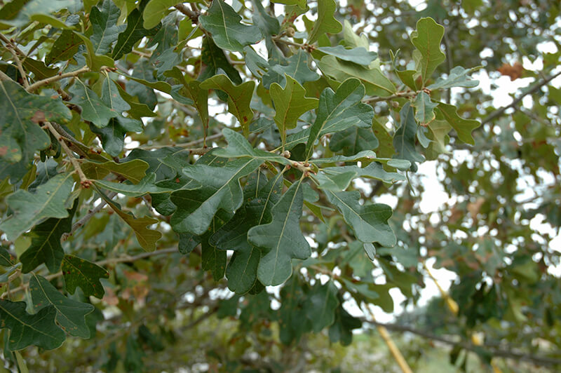 Boynton Sand Post Oak Tree in North America, Oak Quercus, White Oak Trees from United States