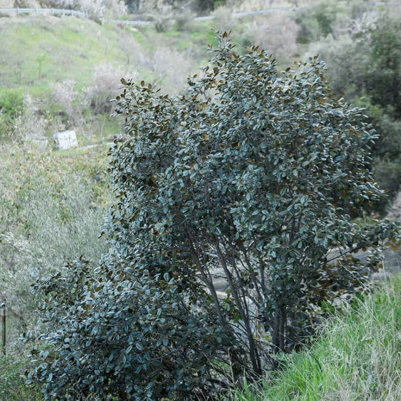 Golden Oak Tree, Oak Quercus, Quercus Falcata