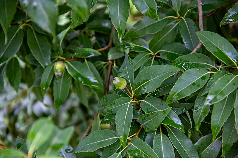 Japanese Evergreen Oak Tree, Oak Quercus