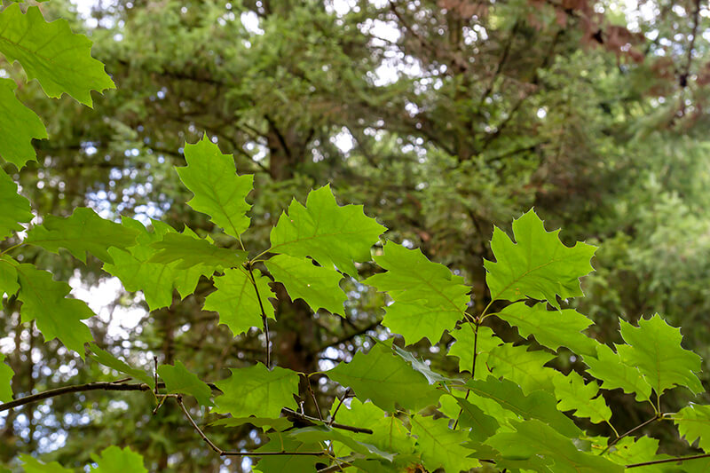Northern Red Oak Tree, Oak Quercus, Oak Species in Northern Hemisphere