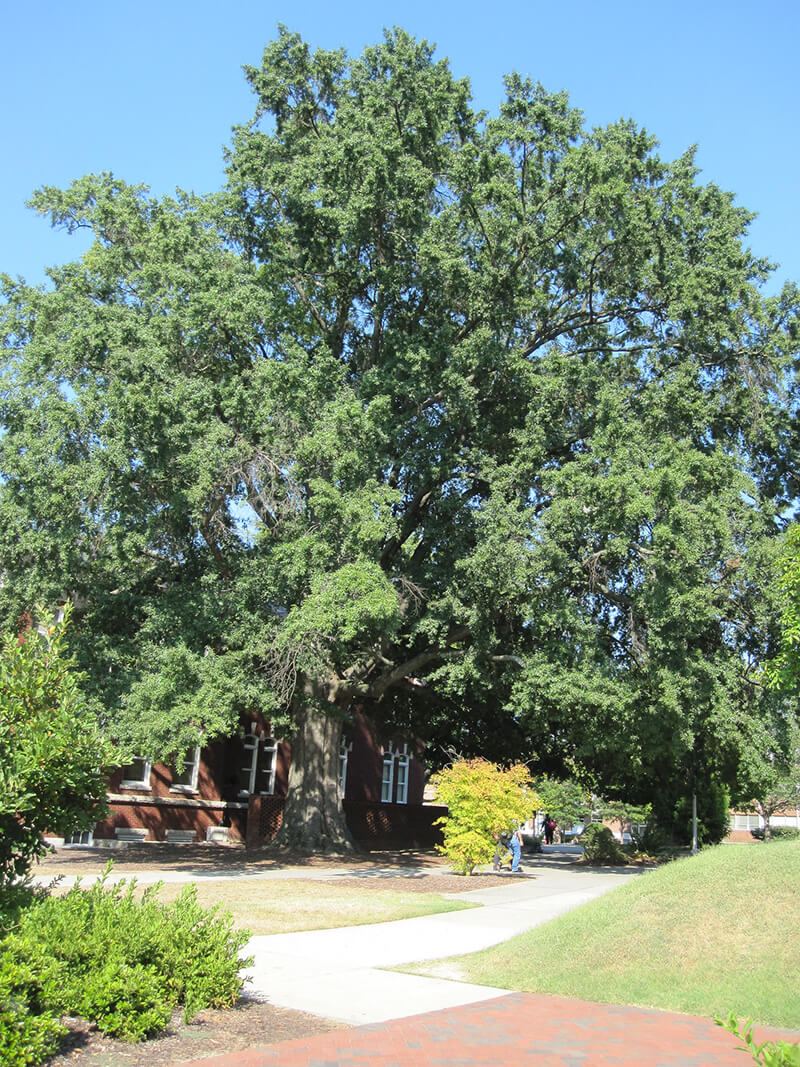 Willow Oak Tree, Oak Quercus