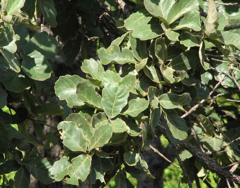 Chihuahua Oak, Oak Quercus