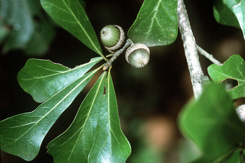 Water Oak from United States, Oak Quercus