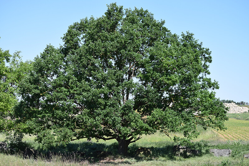 Sessile Oak, Oregon White Oak, Chinkapin Oak