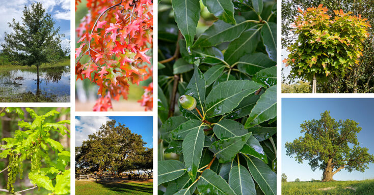 Featured image for 27 Amazing Types of Oak Trees for Your Home and Garden