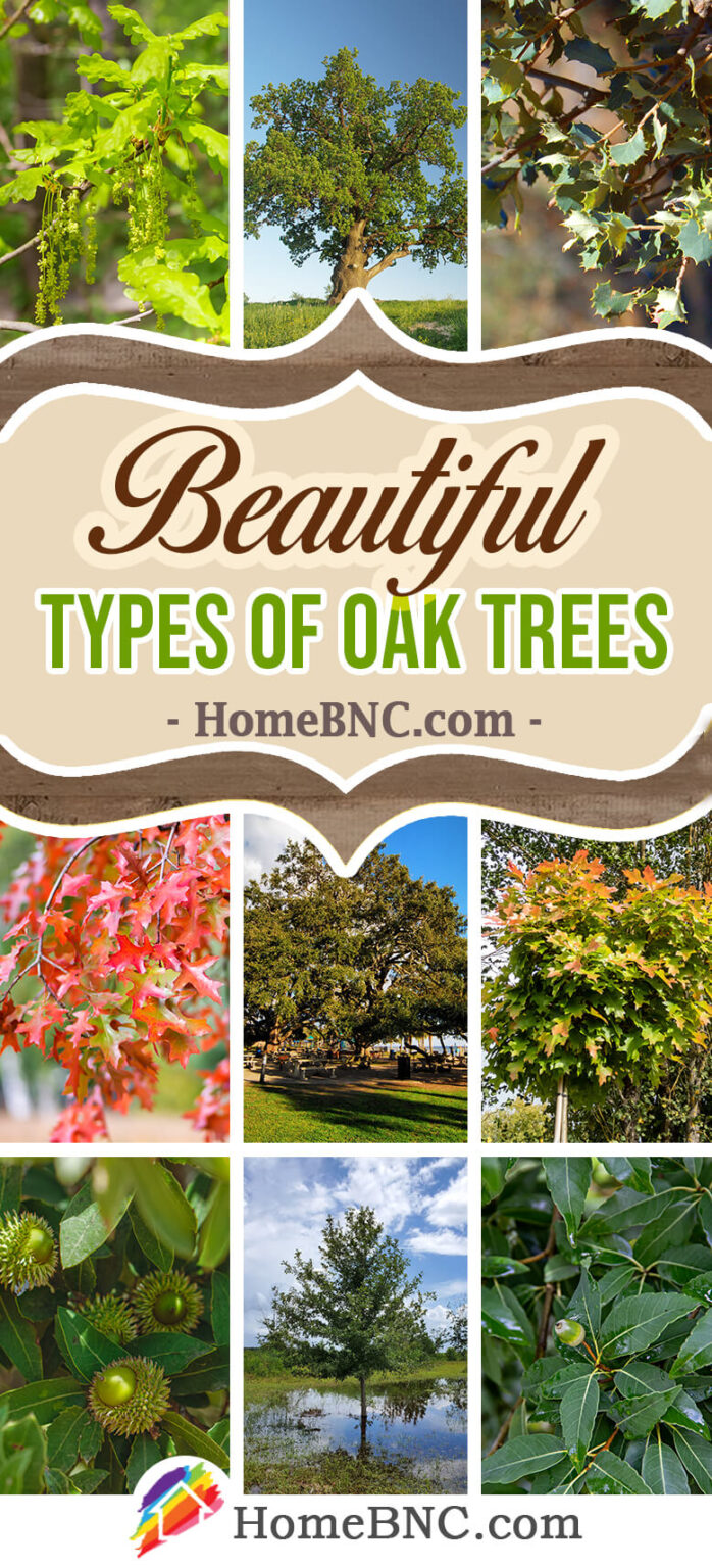 27 Types of Oak Trees for Your Home and Garden in 2023