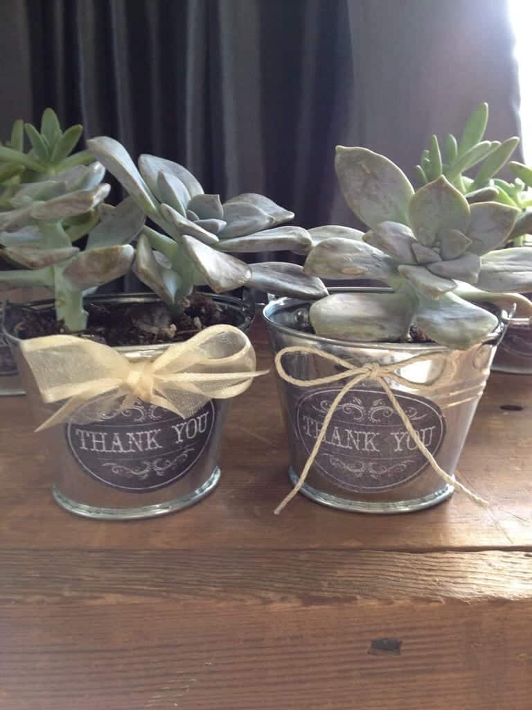 Mixing and Matching Ribbons on Succulent Favors