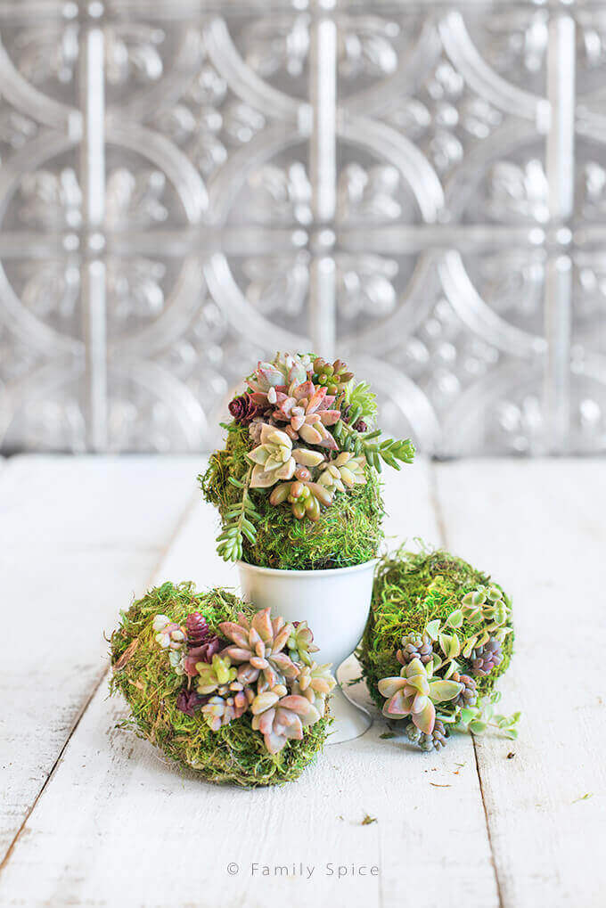 Cool Moss-Covered Egg-Shaped Succulents Display