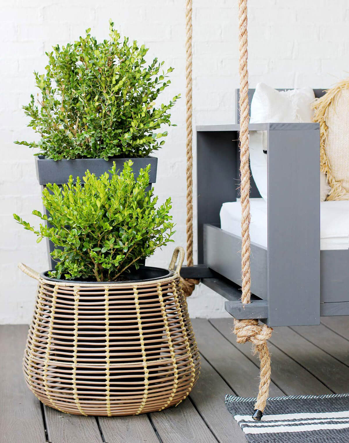 Gorgeous Winter Gem Boxwood Porch Plants