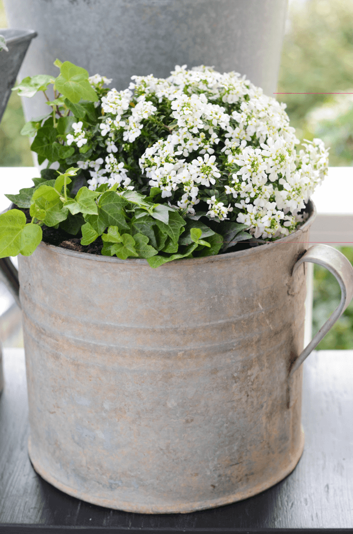 Vintage Galvanized Bucket Potted Plants