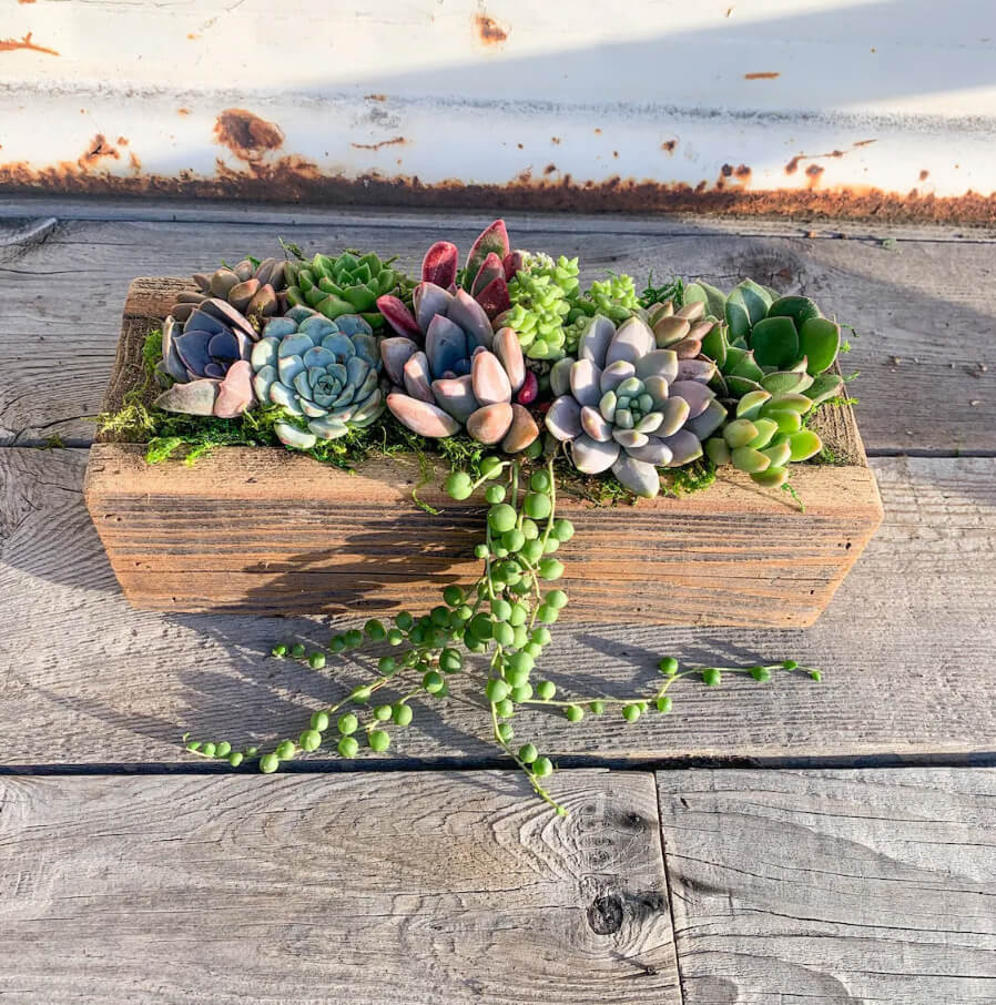Live Succulents with Reclaimed Wood Planter