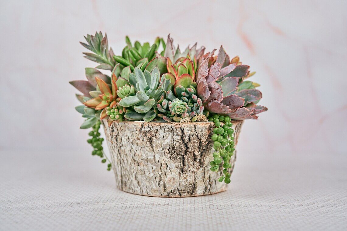 Round Birch Living Succulent Display