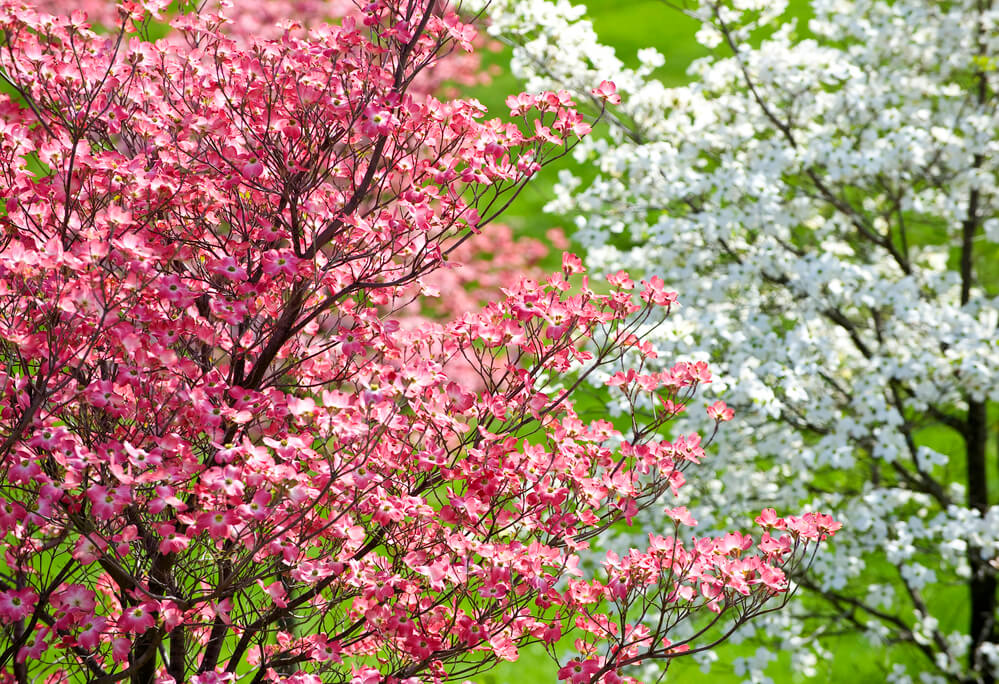 Cornus florida Rubra