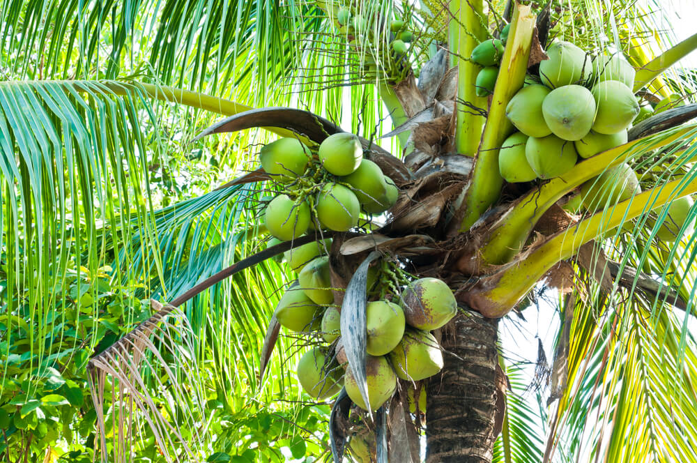 Cocos nucifera