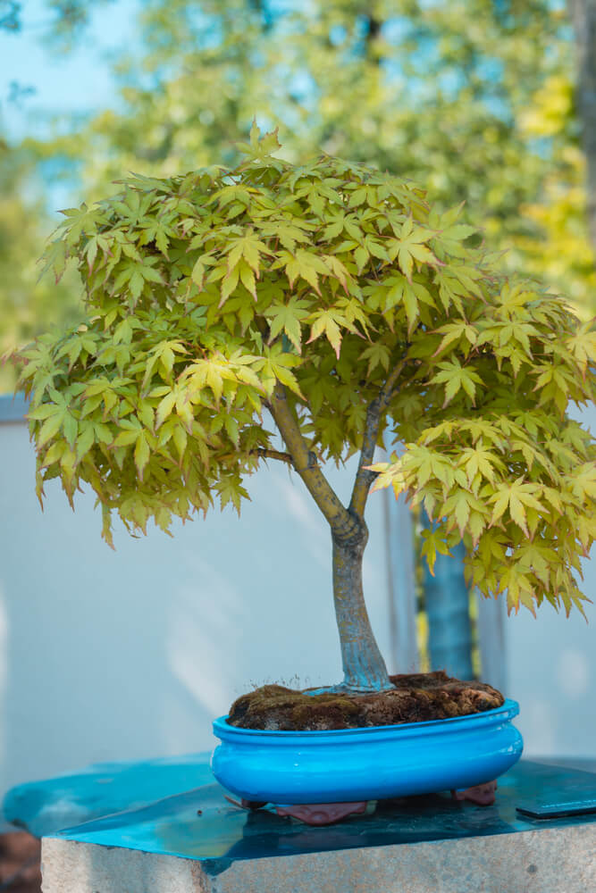 Acer palmatum