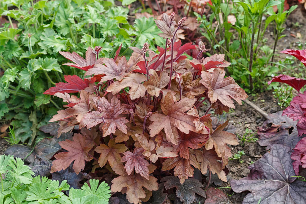 Heuchera Forever Red