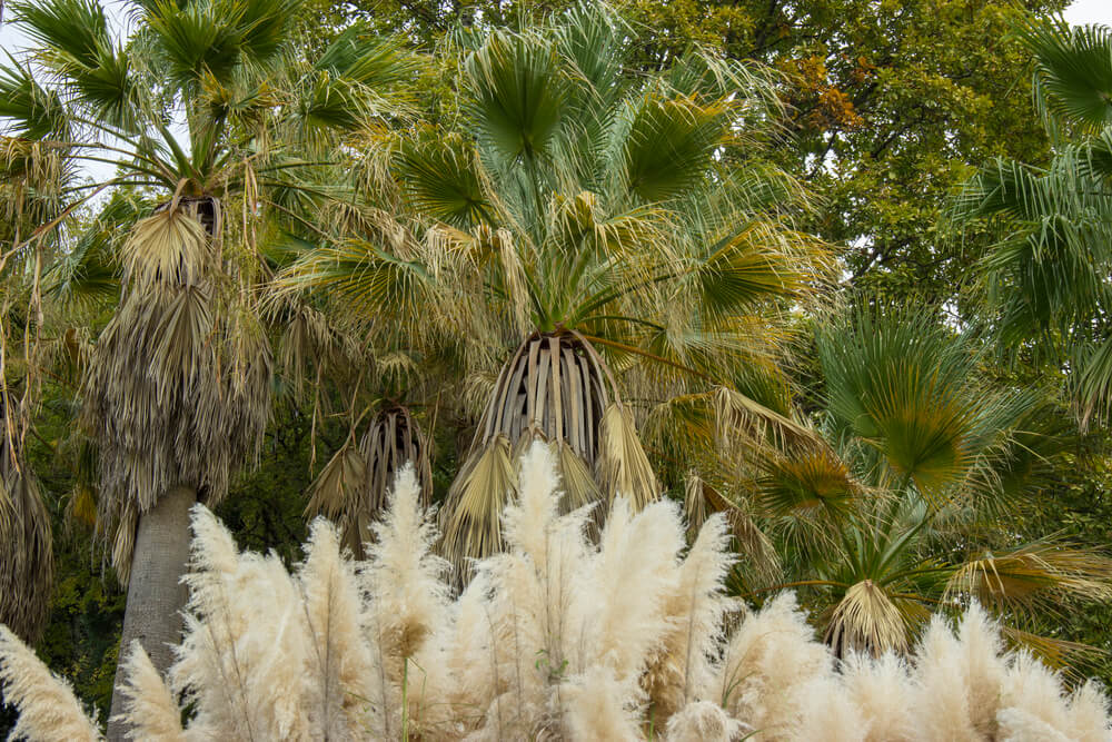 Washingtonia filifera