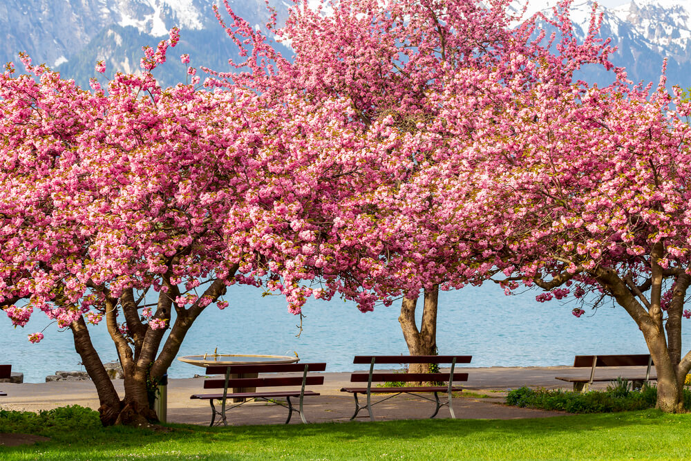 Prunus serrulata Kanzan